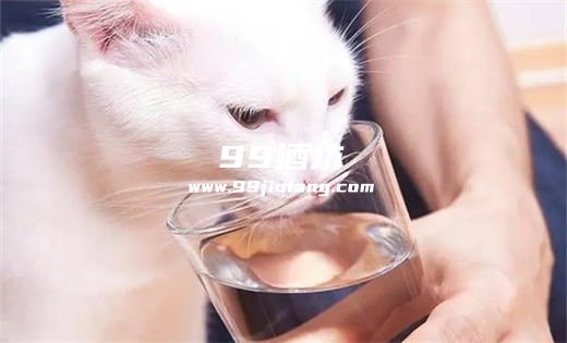 给猫咪喝白酒怎么醒酒