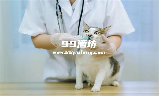 给猫咪喝白酒怎么醒酒