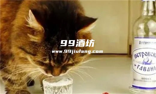 给猫咪喝白酒怎么醒酒