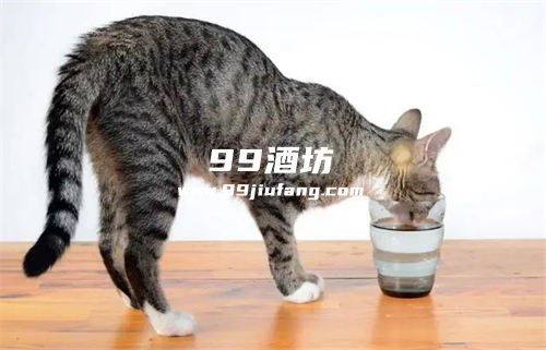 白酒可以给猫咪解毒吗