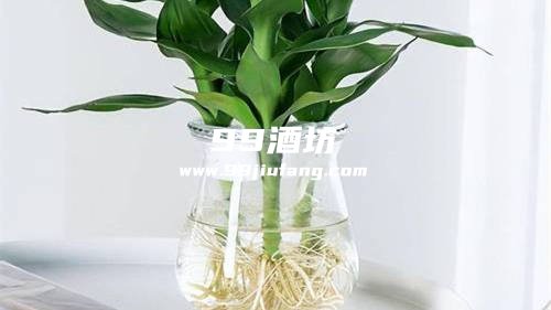 水培植物敢不敢滴点白酒呢