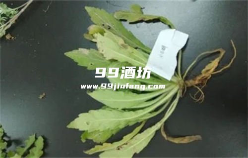 小白酒草指的是哪些杂草