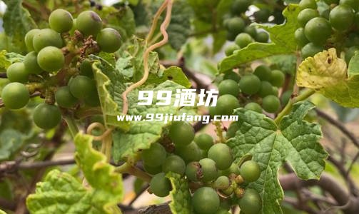 野葡萄用来酿酒好喝吗，怎么酿制