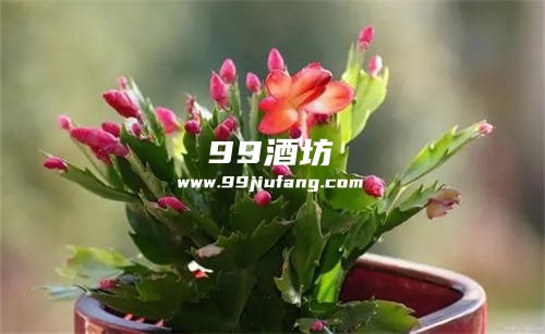 白酒加什么浇植物好养活