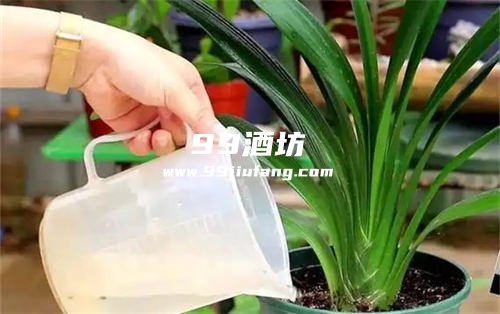 白酒加什么浇植物好养活